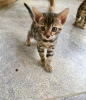 Photo №1. bengal cat - for sale in the city of Berlin | 371$ | Announcement № 107606