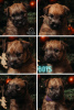 Photo №2 to announcement № 86860 for the sale of soft-coated wheaten terrier - buy in Lithuania breeder