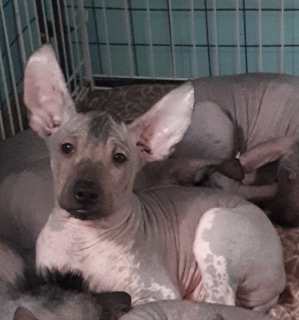 Photo №2 to announcement № 4063 for the sale of mexican hairless dog - buy in Russian Federation breeder