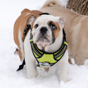 Photo №2 to announcement № 4821 for the sale of english bulldog - buy in Russian Federation breeder