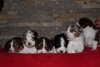 Photo №1. australian shepherd - for sale in the city of Zrenjanin | negotiated | Announcement № 101997