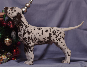 Photo №2 to announcement № 4302 for the sale of dalmatian dog - buy in Russian Federation from nursery, breeder