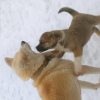 Photo №1. akita - for sale in the city of St. Petersburg | 26$ | Announcement № 93897