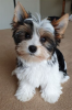 Photo №1. yorkshire terrier - for sale in the city of Вашингтон | 1$ | Announcement № 87065
