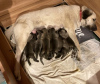 Photo №2 to announcement № 55944 for the sale of anatolian shepherd - buy in Czech Republic breeder