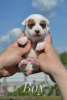 Additional photos: Puppies Jack Russell from the kennel