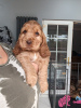 Photo №1. english cocker spaniel - for sale in the city of Hicksville | 300$ | Announcement № 83622