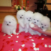Photo №1. pomeranian - for sale in the city of Москва | 317$ | Announcement № 36511