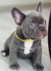 Photo №1. french bulldog - for sale in the city of Munich | 520$ | Announcement № 30374