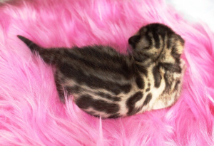 Photo №4. I will sell bengal cat in the city of Москва. private announcement - price - 466$