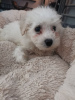 Photo №1. bichon frise - for sale in the city of Southport | 946$ | Announcement № 11835