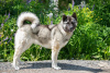 Photo №3. Akita mestizo dog really wants to go home!!. Russian Federation