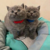Photo №1. british shorthair - for sale in the city of Лиер | Is free | Announcement № 105579