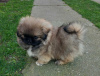 Photo №2 to announcement № 72911 for the sale of pekingese - buy in Serbia breeder