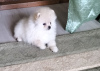 Photo №1. pomeranian - for sale in the city of Freiburg im Breisgau | 380$ | Announcement № 124447