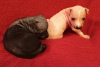 Photo №4. I will sell american hairless terrier in the city of Nizhny Tagil. private announcement - price - 546$