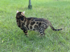 Additional photos: Gorgeous Bengal cat - GrandInterChampion of the breed