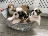 Photo №2 to announcement № 99423 for the sale of shih tzu - buy in United States breeder