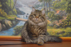 Photo №1. siberian cat - for sale in the city of Новогрудок | negotiated | Announcement № 17313