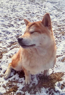Photo №2 to announcement № 5977 for the sale of shiba inu - buy in Russian Federation breeder