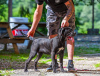 Photo №3. Cane Corso female puppy. Serbia