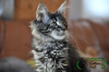Photo №1. maine coon - for sale in the city of St. Petersburg | 476$ | Announcement № 9341