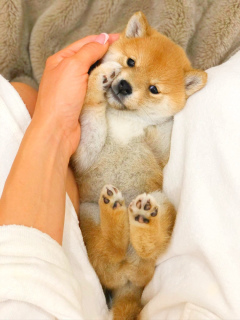 Photo №4. I will sell shiba inu in the city of Voronezh. private announcement - price - Negotiated