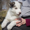 Photo №1. siberian husky - for sale in the city of Poltava | 215$ | Announcement № 9817