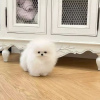 Photo №1. pomeranian - for sale in the city of Эспоо | 350$ | Announcement № 111932