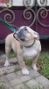 Additional photos: american bully