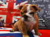 Photo №2 to announcement № 7567 for the sale of english bulldog - buy in Russian Federation breeder