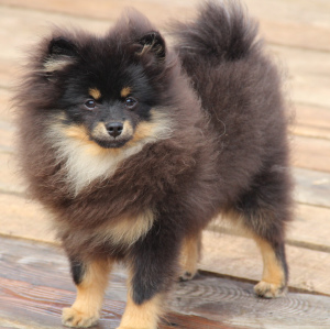 Photo №1. pomeranian - for sale in the city of Москва | 260$ | Announcement № 1410