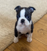 Photo №2 to announcement № 97551 for the sale of boston terrier - buy in Sweden private announcement