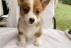 Photo №1. welsh corgi - for sale in the city of Berlin | Is free | Announcement № 126988