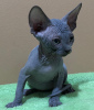 Photo №1. sphynx cat - for sale in the city of Berlin | negotiated | Announcement № 94817