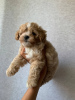 Additional photos: Maltipoo f1 min, delivery, bargaining, maltipoo f1