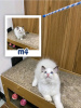 Photo №2 to announcement № 121718 for the sale of ragdoll - buy in Russian Federation breeder