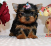 Photo №1. yorkshire terrier - for sale in the city of Geneva | 400$ | Announcement № 56237