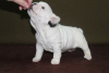 Photo №2 to announcement № 17907 for the sale of french bulldog - buy in Russian Federation from nursery