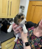 Additional photos: Beautiful beagles puppies