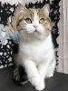 Additional photos: Scottish cat Alesya