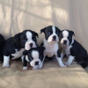 Photo №1. boston terrier - for sale in the city of Colorado Springs | 500$ | Announcement № 12310