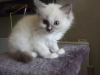 Photo №1. ragdoll - for sale in the city of St. Petersburg | Is free | Announcement № 10927