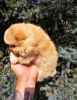 Additional photos: Pomeranian babies with superior genetics