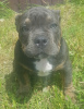 Photo №4. I will sell american bully in the city of Ivanovo. from nursery - price - 966$