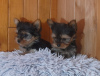 Photo №1. yorkshire terrier - for sale in the city of Helsinki | Is free | Announcement № 93036