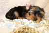 Photo №4. I will sell yorkshire terrier in the city of Haifa. private announcement, breeder - price - 700$
