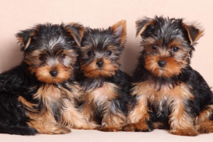 Photo №2 to announcement № 841 for the sale of yorkshire terrier - buy in Poland private announcement, from nursery