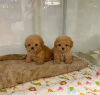 Photo №3. Teacup maltipoo puppies. Denmark