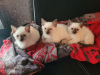 Photo №3. Siamese cats for sale. Germany